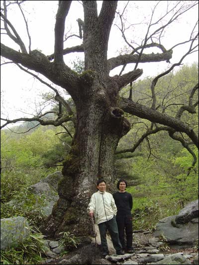 고운동 계곡에 자리한 거목, 참나무 앞에서 선 이창석. 이도정 형제. 